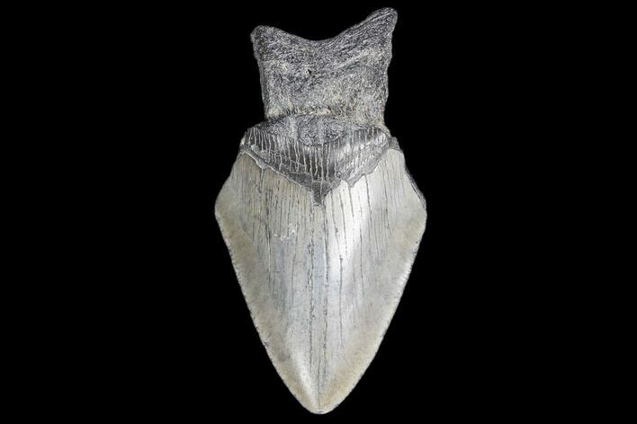 Partial, Fossil Megalodon Tooth #89030